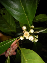 Rhodomyrtus macrocarpa