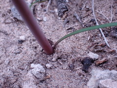 Cyrtanthus fergusoniae