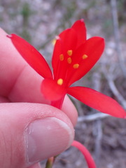 Cyrtanthus fergusoniae
