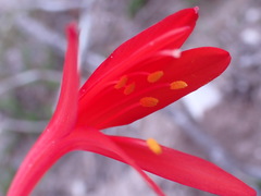 Cyrtanthus fergusoniae