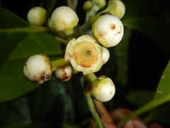 Rhodomyrtus macrocarpa