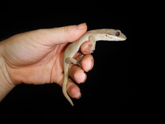 Pseudothecadactylus australis