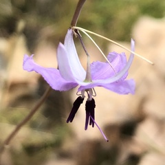 Dichopogon capillipes