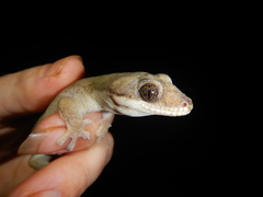 Pseudothecadactylus australis