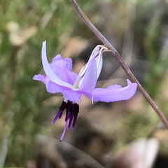 Dichopogon capillipes
