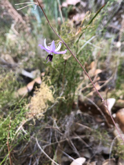 Dichopogon capillipes