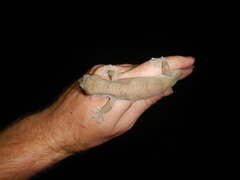 Pseudothecadactylus australis