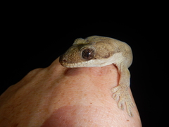 Pseudothecadactylus australis