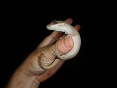 Pseudothecadactylus australis