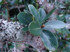 Sideroxylon inerme inerme