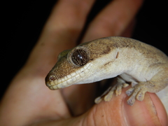 Pseudothecadactylus australis