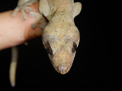 Pseudothecadactylus australis