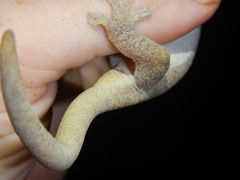 Pseudothecadactylus australis