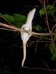 Pseudothecadactylus australis