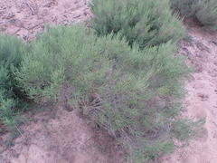 Aspalathus obtusifolia