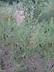 Aspalathus obtusifolia