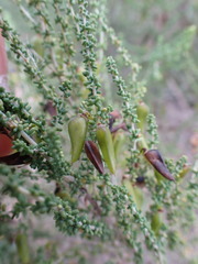 Aspalathus obtusifolia