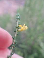 Aspalathus obtusifolia