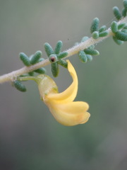 Aspalathus obtusifolia