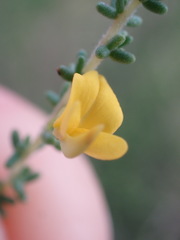 Aspalathus obtusifolia