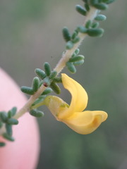 Aspalathus obtusifolia