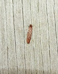 Crypsitricha roseata