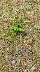 Anacamptis pyramidalis
