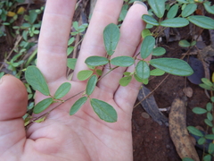 Pycnospora lutescens