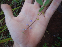 Pycnospora lutescens