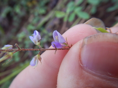 Pycnospora lutescens