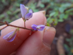 Pycnospora lutescens