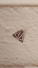 Chalciope delta