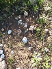 Convolvulus althaeoides