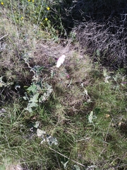Convolvulus althaeoides
