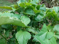 Acalypha wilkesiana