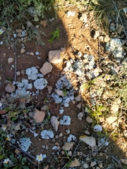 Squamarina lentigera