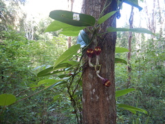 Ceropegia cumingiana