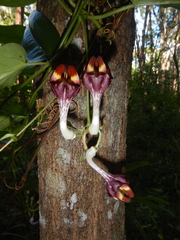 Ceropegia cumingiana