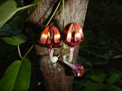 Ceropegia cumingiana
