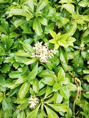 Pachysandra