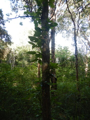 Ceropegia cumingiana