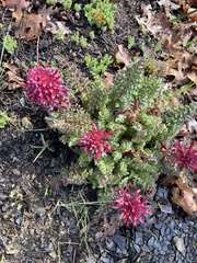 Pedicularis densiflora