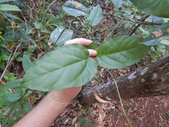 Ceropegia cumingiana