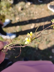 Diplotaxis ilorcitana