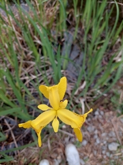 Iris pseudacorus