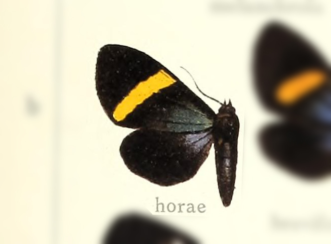 Sagaropsis horae