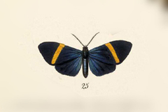 Sagaropsis horae
