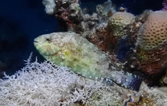 Calotomus viridescens