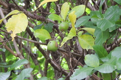 Gardenieae