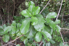 Gardenieae